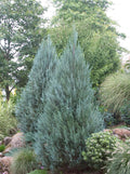 Juniper scop Moonglow #5