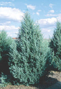 Juniper scop Wichita Blue #6