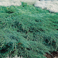 Juniper sq Blue Carpet #3