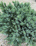 Juniper sq Blue Star #2