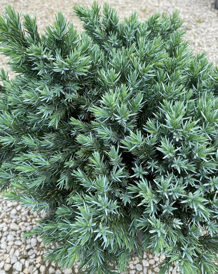 Juniper sq Blue Star #2