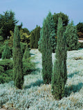 Juniper v Blue Arrow #3