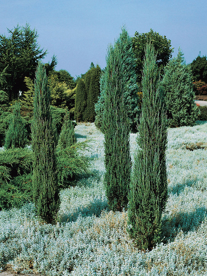 Juniper v Blue Arrow #3