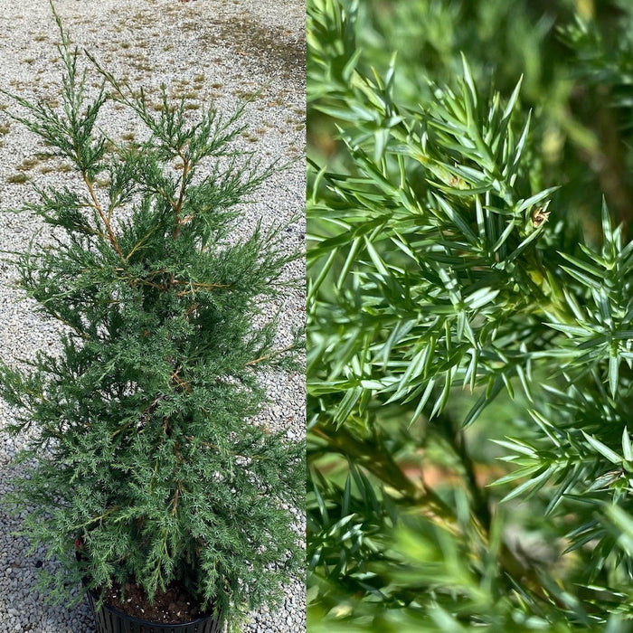 Juniper virginiana #5