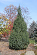 Juniper x Star Power 5'