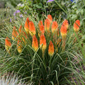 Kniphofia Backdraft PW#1