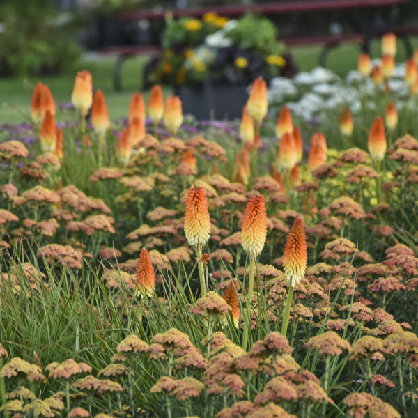 Kniphofia Hot and Cold PW#1