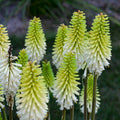 Kniphofia Lady Luck #1
