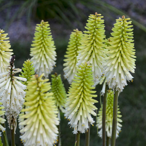 Kniphofia Lady Luck #1