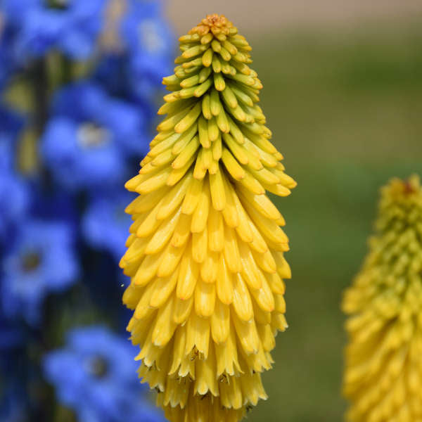 Kniphofia Solar Flare PW#1