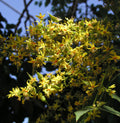 Koelreuteria paniculata #7