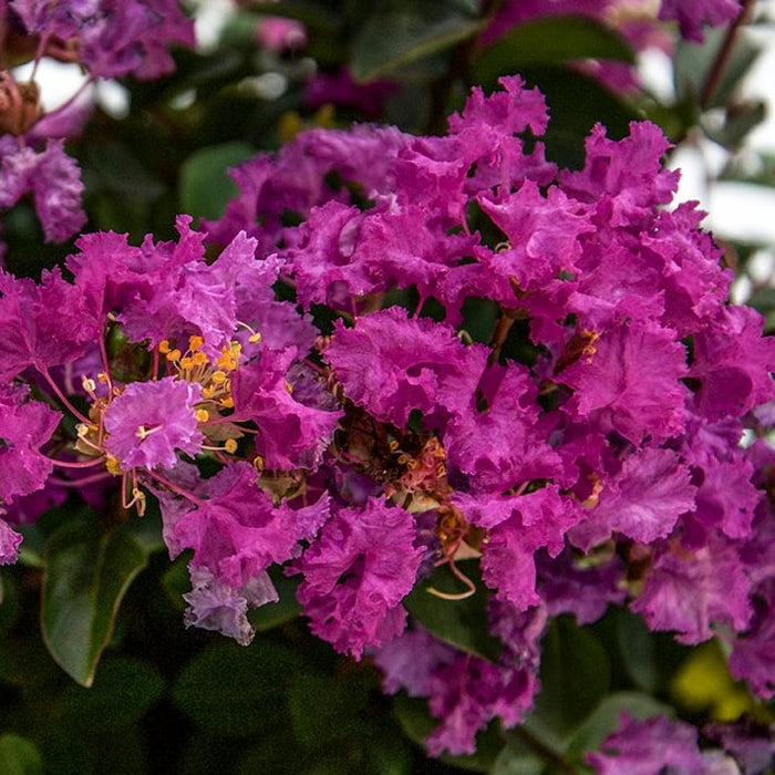 Lagerstroemia Bellini Grape #3