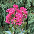 Lagerstroemia Bellini Raspberry #3