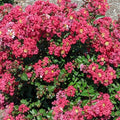 Lagerstroemia Bellini Strawberry #3