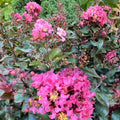 Lagerstroemia Coral Magic #3