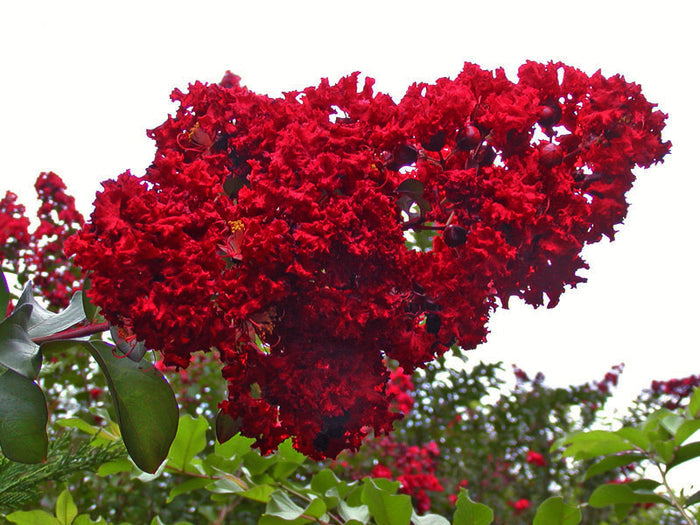 Lagerstroemia Dynamite #1