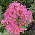 Lagerstroemia Hopi #1