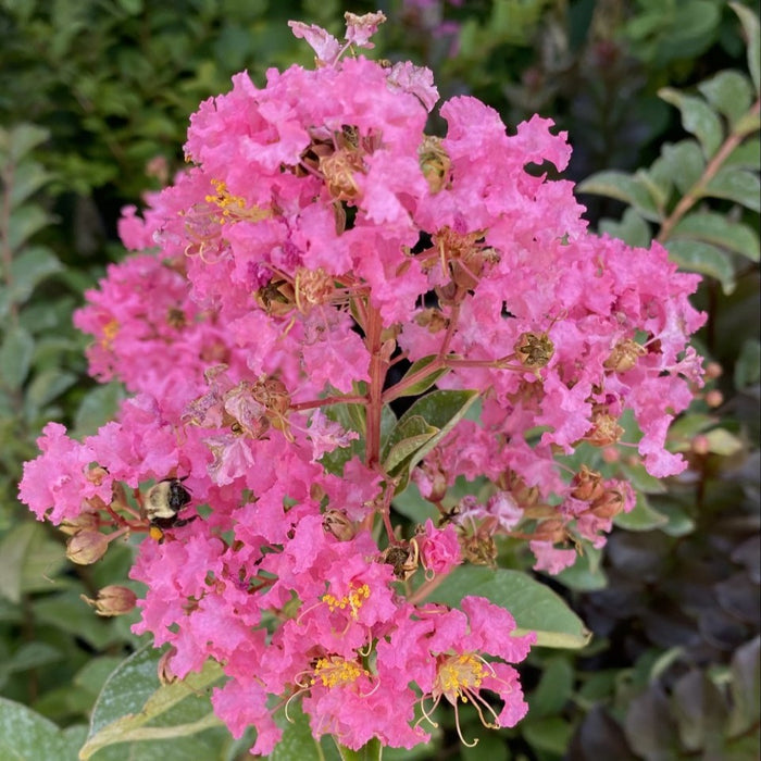 Lagerstroemia Hopi #1