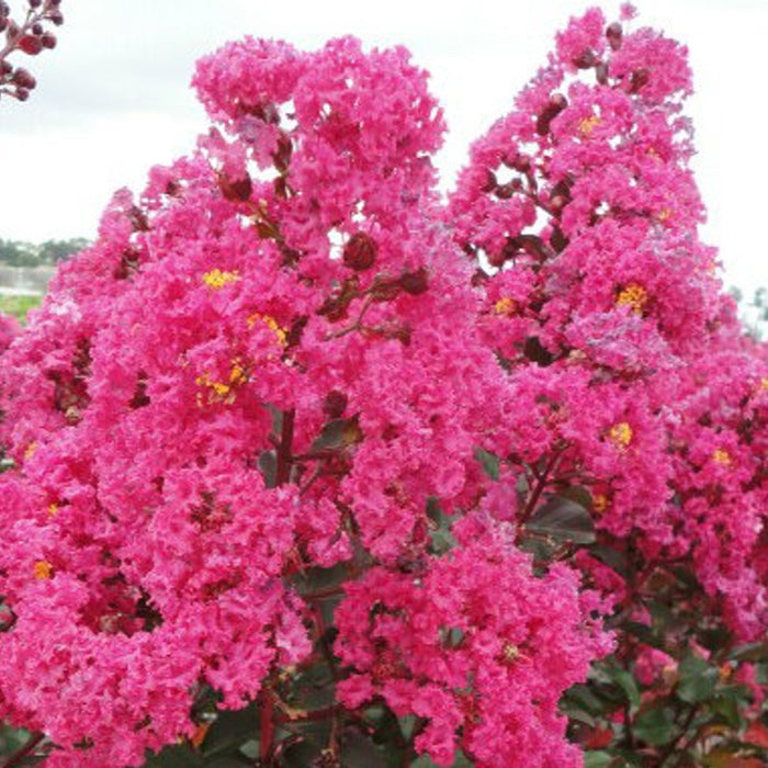 Lagerstroemia Pink Velour #3