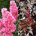 Lagerstroemia Plum Magic #3