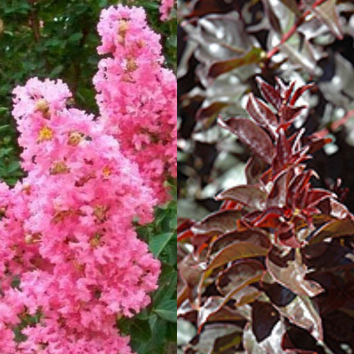 Lagerstroemia Plum Magic #3