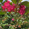 Lagerstroemia Princess Holly Ann #3