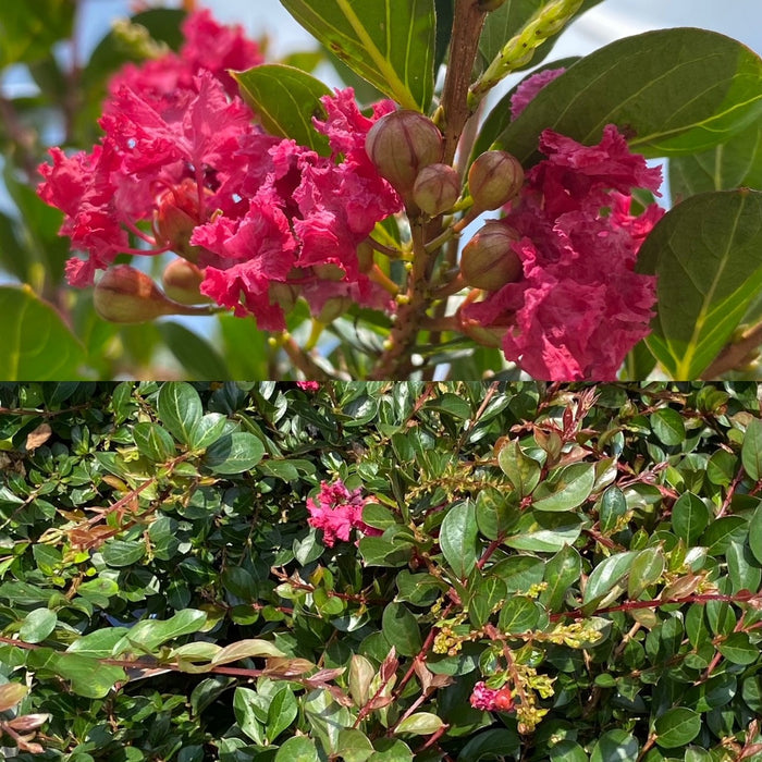 Lagerstroemia Princess Holly Ann #3