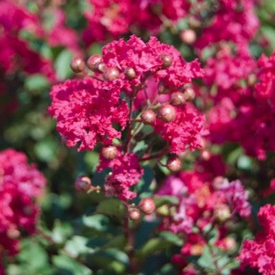 Lagerstroemia Princess Kylie #3