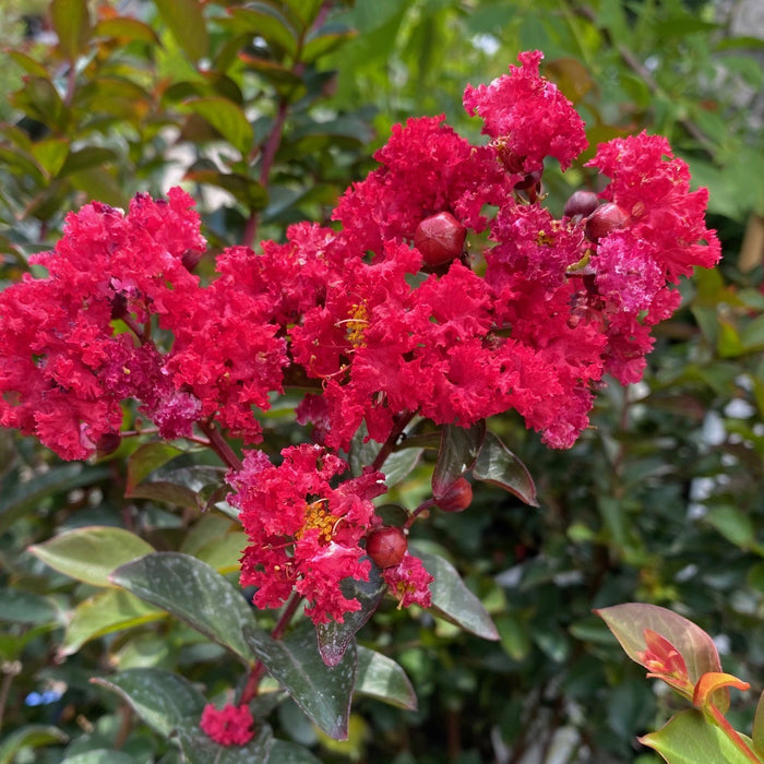 Lagerstroemia Princess Zoey #3