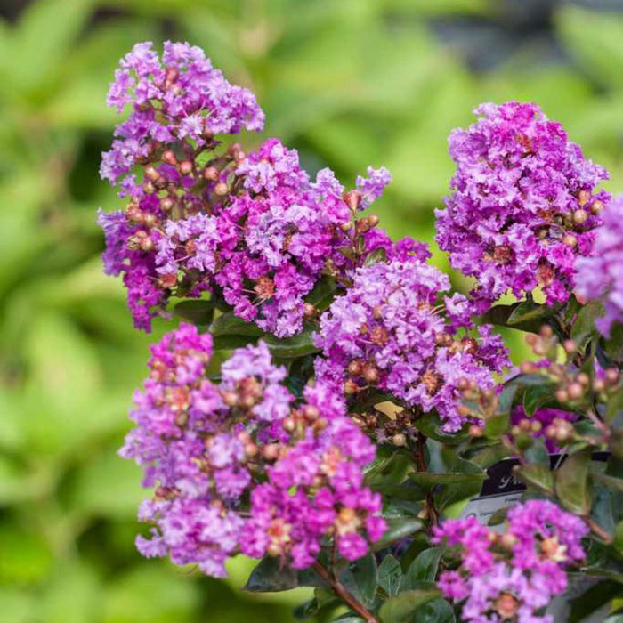 Lagerstroemia Purple Magic #3
