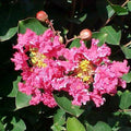 Lagerstroemia Raspberry Sundae #3