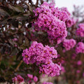 Lagerstroemia THS Lavender Skies #3