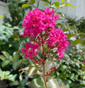 Lagerstroemia Tonto #3