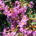 Lagerstroemia Violet Filli #2