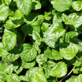 Lamiastrum g variegatum #1