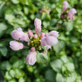 Lamium Pink Pewter #1