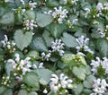 Lamium White Nancy #1