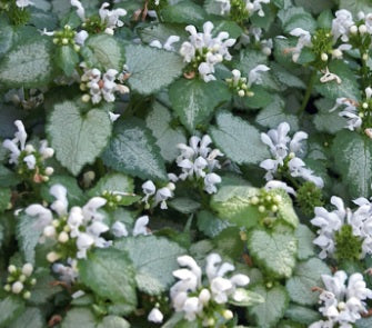 Lamium White Nancy #1