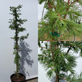 Larix kaempferi Blue Rabbit #5