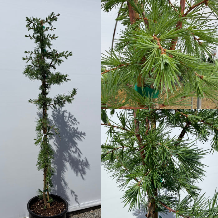 Larix kaempferi Blue Rabbit #5