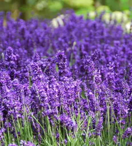 Lavandula Hidcote #1