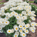 Leucanthemum Coconut #1
