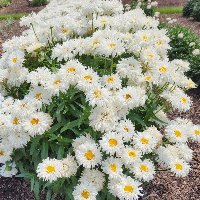 Leucanthemum Coconut #1
