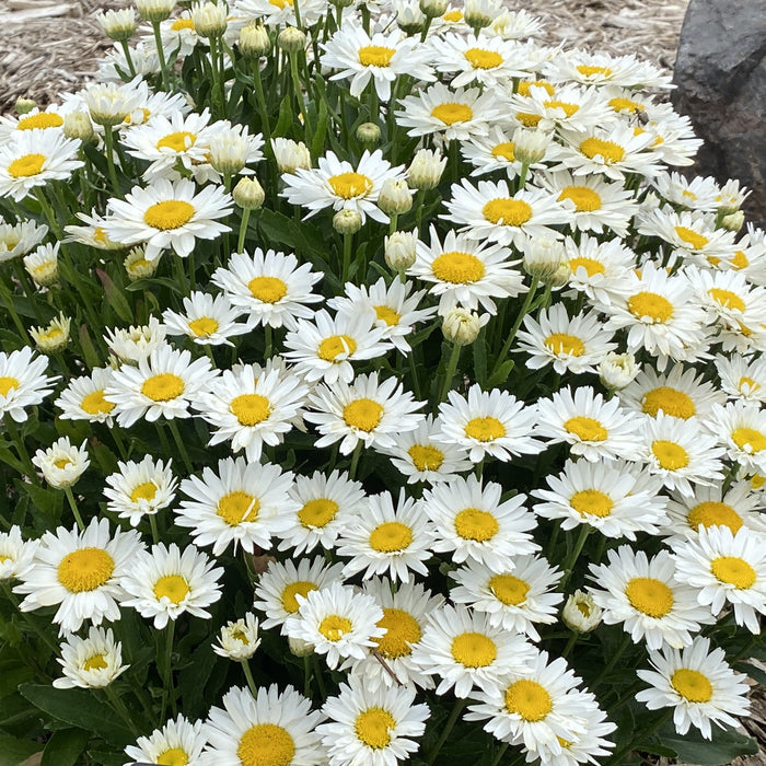 Leucanthemum Madonna 1 qt