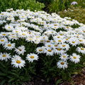 Leucanthemum Whoops-a-Daisy 1 qt