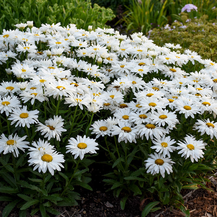Leucanthemum Whoops-a-Daisy 1 qt