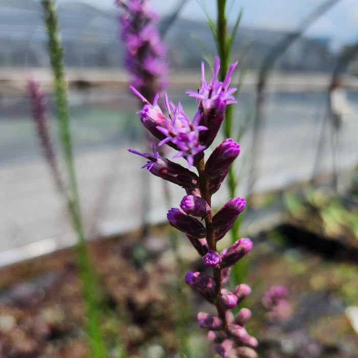 Liatris aspera #1