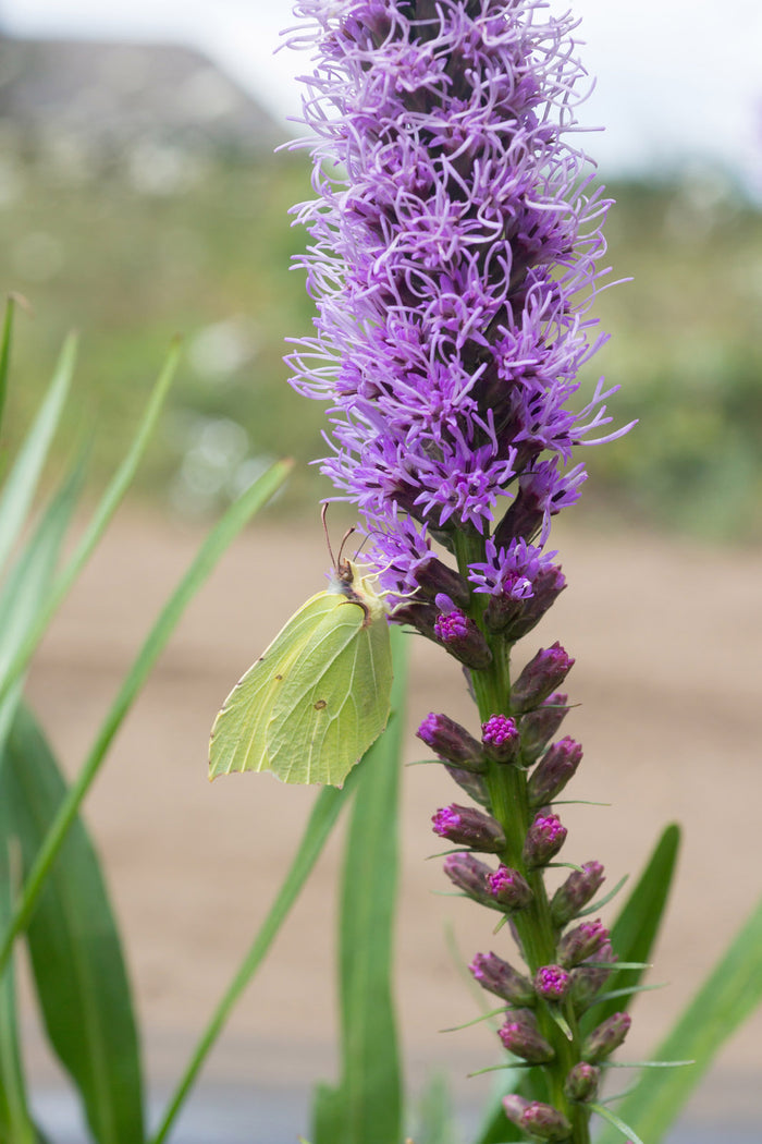 Liatris spicata #1