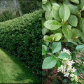 Ligustrum ovalifolium  #3