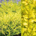 Ligustrum s Sunshine #3